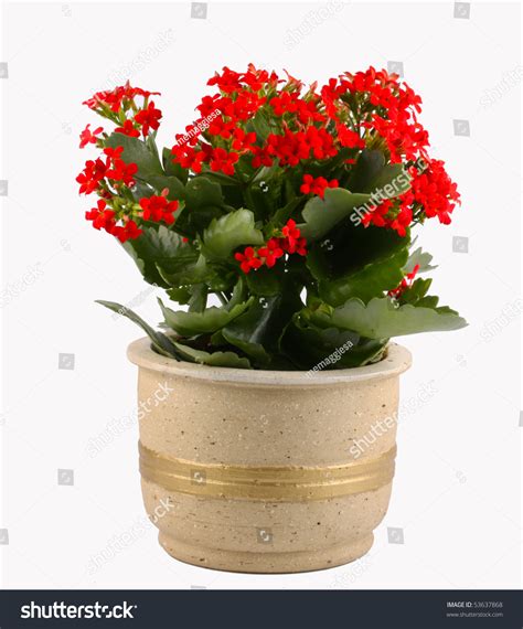 Red Flowering Pot Plant Stock Photo 53637868 Shutterstock