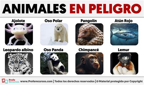 Animales En Peligro De Extinción