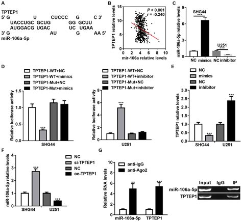 Lncrna Tptep1 Inhibits Stemness And Radioresistance Of Glioma Through