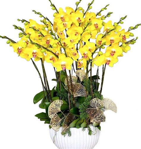 Potted Yellow Orchid 10 Branches Potted Orchids Vietnam