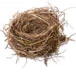 Empty Bird Nest Stock Photo By Jrp Studio