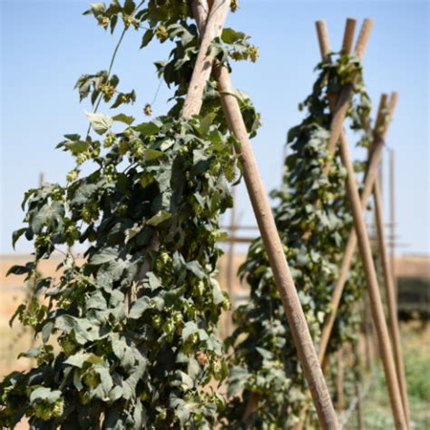 The Beginner's Guide to Growing Hops - Lancaster Homebrew