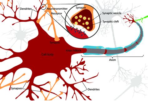 5: Diagram of a typical myelinated vertebrate neuron (modified from... | Download Scientific Diagram