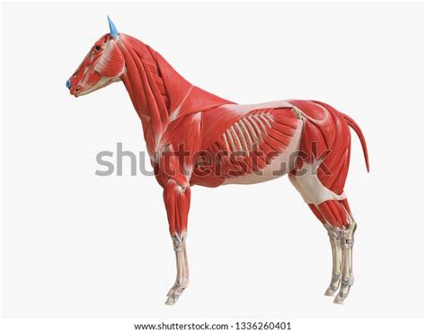 8,176 Horse Muscles Images, Stock Photos & Vectors | Shutterstock