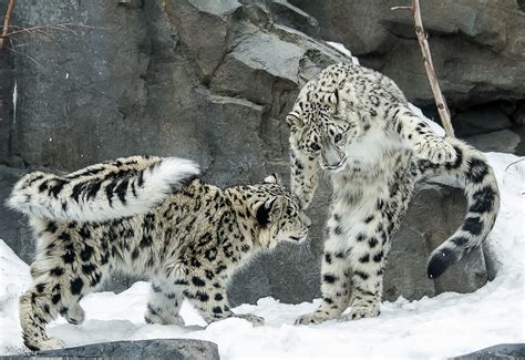 tips  capturing beautiful    zoo px