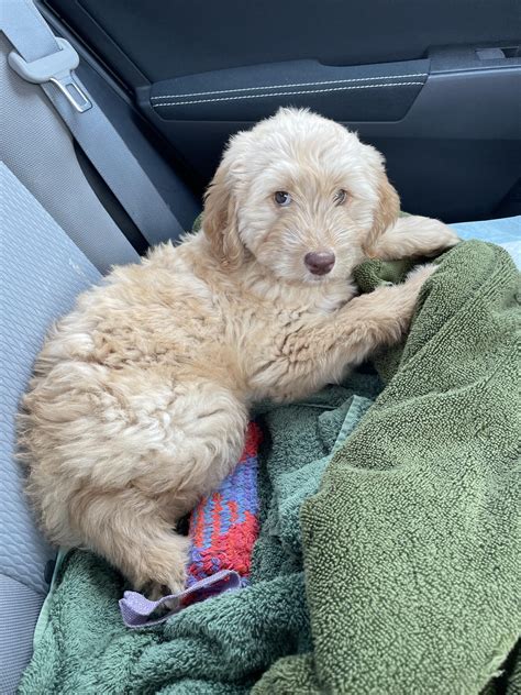 685 Best Rlabradoodles Images On Pholder Meet Poppy She Was Born On