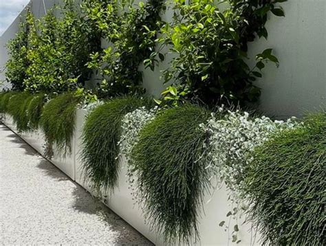 Enhance Your Space With Screening Plants A Green Solution For Privacy And Beauty