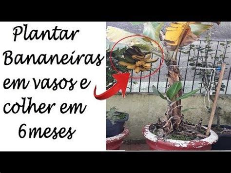 Como Plantar Bananeiras Em Vasos Colheita Em 6 Meses YouTube