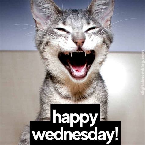 A Cat With It S Mouth Wide Open Holding A Sign That Says Happy Wednesday