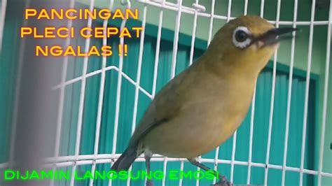 Pancingan Pleci Agar Cepat Ngalas PLECI BAHAN CEPAT BUKA PARUH YouTube