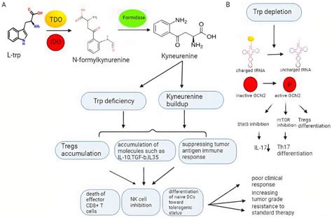 IDO1/TDO-mediated tryptophan catabolism. A;The amino acid tryptophan is... | Download Scientific ...