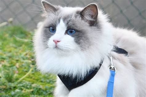 Mengenal Ragdoll Ras Kucing Cantik Fluffy Bermata Biru