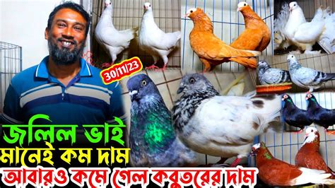 আজকের চমক 40জোরা দেশি বিদেশি কবুতর একদম সিমিত দামে কবুতর কিনুন