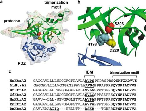 Three Dimensional Structure Of HtrA2 Omi And Primary Structure Of The