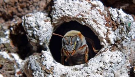 La Abeja Melipona y la Miel Sagrada Tradiciones Apícolas en Zazil