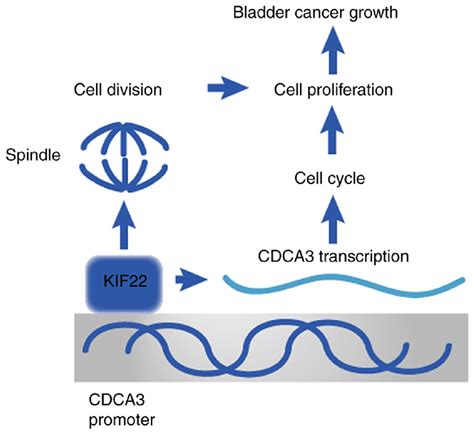 Mechanisms Of The Role Of KIF22 In The Progression Of Bladder Cancer