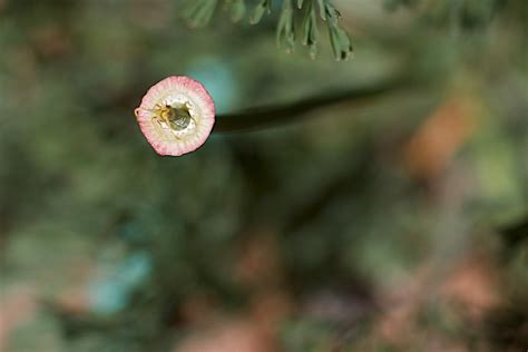 無料画像 木 自然 ブランチ 工場 写真 太陽光 葉 霜 緑 秋 植物学 フローラ シーズン 動物相