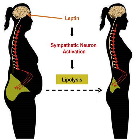 Sympathetic Neuro Adipose Connections Mediate Leptin Driven Lipolysis Cell