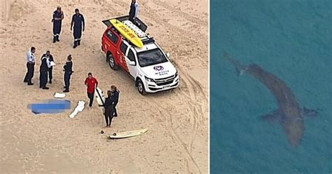 Surfista De 60 Anos Morre Após Ataque De Tubarão Branco Na Austrália Correio Do Bico