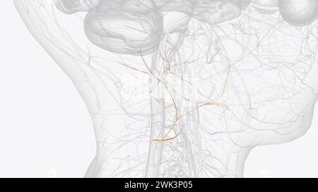 The Great Auricular Nerve Is A Cutaneous Sensory Nerve Of The Head D