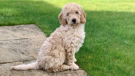 How Big Will My Mini Labradoodle Get