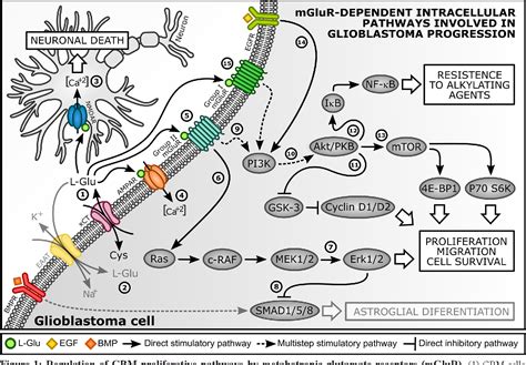 Figure 1 From Metabotropic Glutamate Receptors As A New Therapeutic