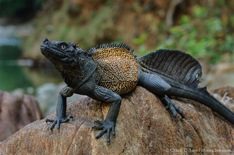 Sailfin Lizard Hydrosaurus Celebensis The Impressive Sai Flickr