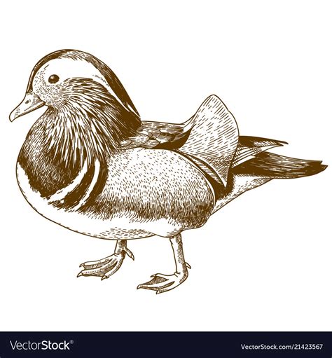 Top 999 Duck Drawing Images Amazing Collection Duck Drawing Images