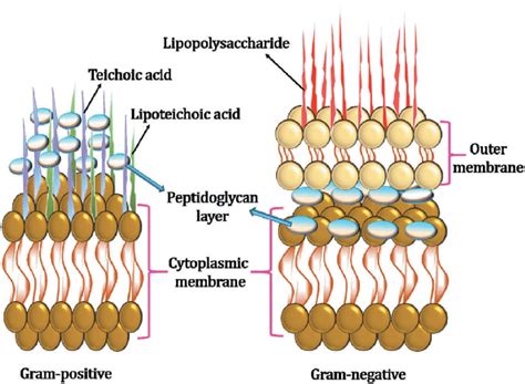 Gram Positive Vs Gram Negative Cell Wall