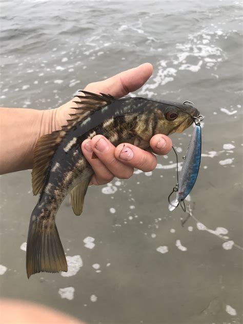 Calico Bass And Perch North Of Goleta Bloodydecks