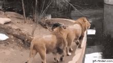 Funny Animal Thank You GIFs | Tenor