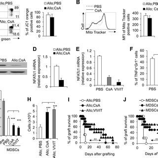 CXCR2 Expression Is Required For CsA Mediated CD11b Gr1 Myeloid Cell