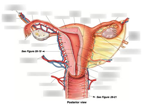 Uterus Anatomy Diagram | Quizlet