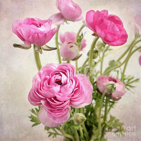 Ranunculus bouquet Photograph by Ava Peterson