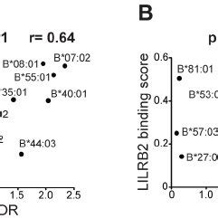 Lilrb Hla Binding Score Variations In White A And Black