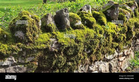 Moss Growing On A Rough Stone Wall Stock Photo Alamy