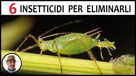 Pidocchi Delle Piante Come Prevenirne L Attacco All Uomo Giardino Del