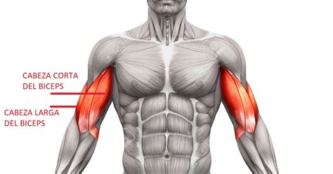 Anatomia Del Biceps