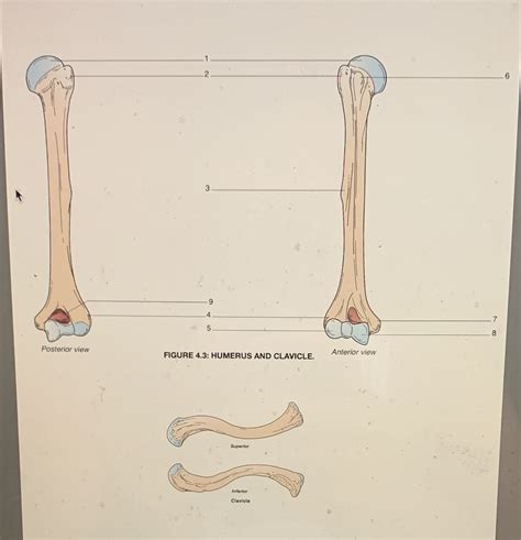 [solved] 2 3 Posterior View Figure 4 3 Humerus And Clavicle Anterior View Course Hero