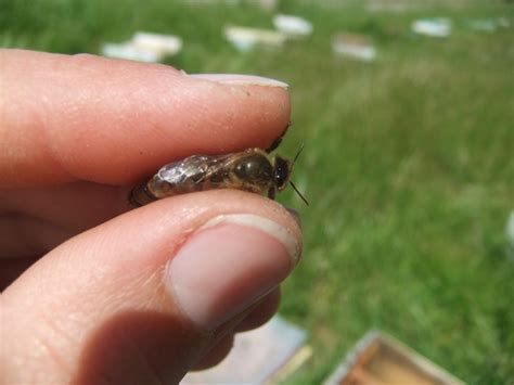 Finding and marking your Queen Bee - Beeopic Beekeeping