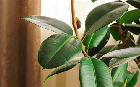 Ficus Elastica Caratteristiche E Tecniche Di Coltivazione