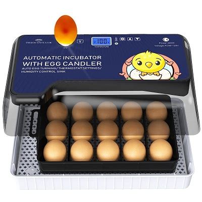 Best Egg Incubator For Chickens And Other Birds The Egg Roll Lady