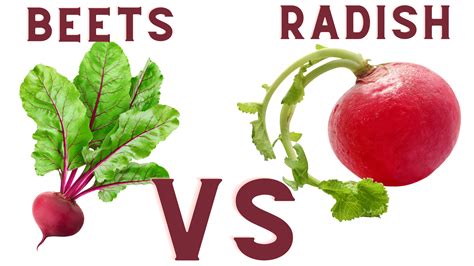 The Differences Between Radish And Beets Everything Radish