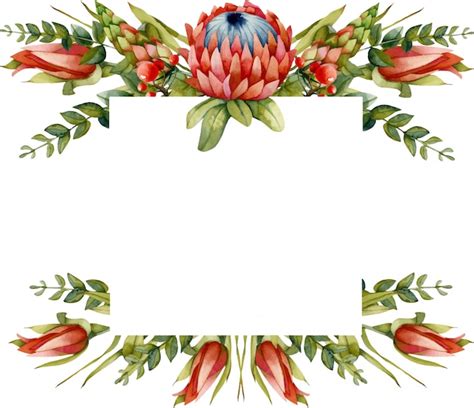 Premium Vector Floral Frame With Watercolor Red Protea Flower