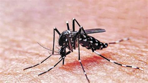 Aprende A Prevenir Los Mosquitos Del Dengue En El Hogar Espectacular