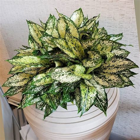 Aglaonema (Chinese Evergreen) - The Houseplant Guru