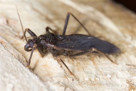 What Are Scariest Pests In Michigan Griffin Pest Solutions