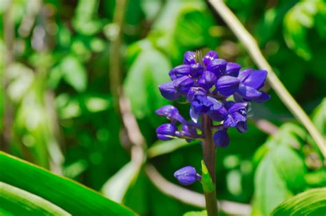 Costa Rica Fleurs Cour Photo Gratuite Sur Pixabay Pixabay