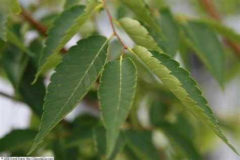 Hausbaum Gartenbaum Online Kaufen Garten Von Ehren