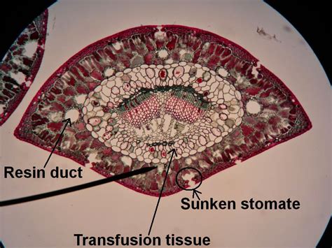 Bio Geo Nerd Leaf Anatomy